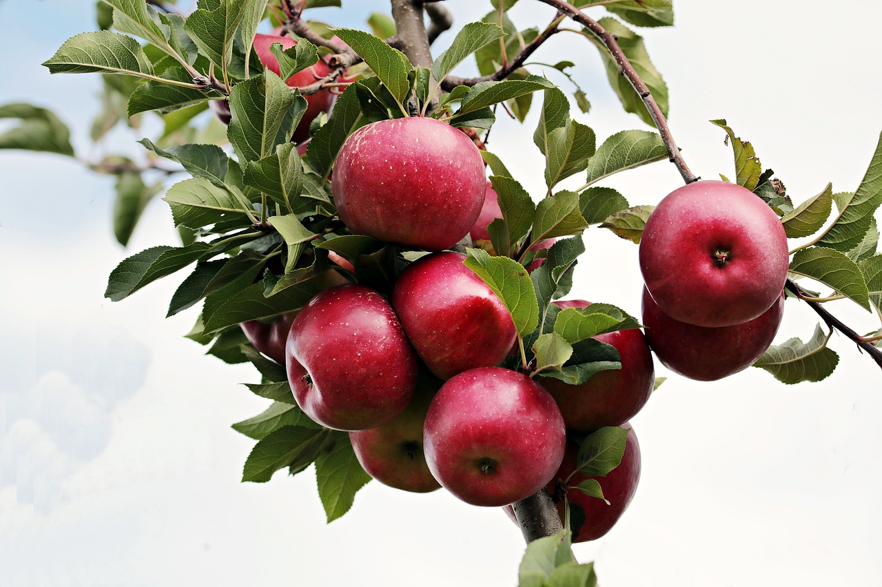 Sadzonki jabłoni – wszystko, co musisz wiedzieć